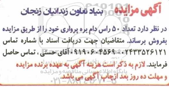 مزایده مزایده تعداد 50 راس دام بره پرواری