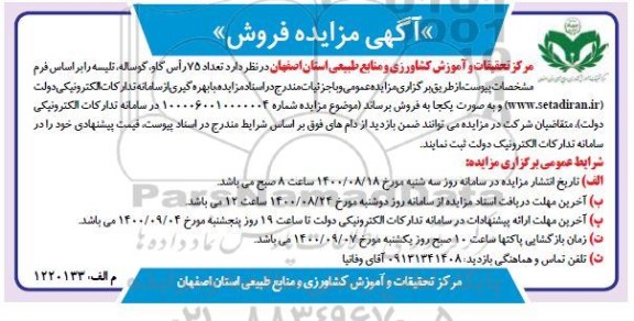 مزایده تعداد 75 راس گاو، گوساله، تلیسه