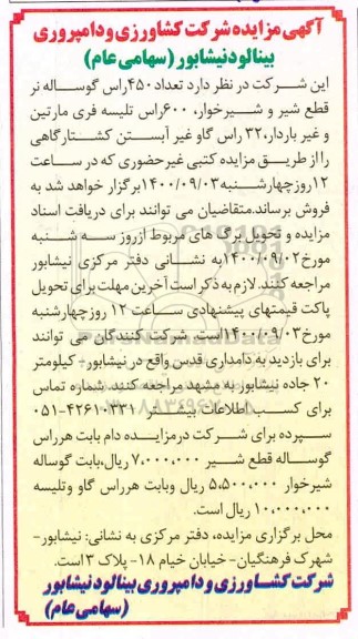 مزایده تعداد 450 راس گوساله نر قطع شیر و شیرخوار