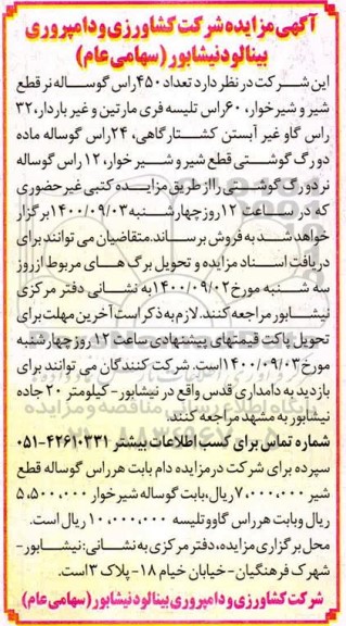 مزایده تعداد 450 راس گوساله نر ...