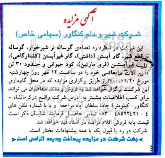 مزایده تعدادی گوساله نر شیرخوار، گوساله نر قطع...