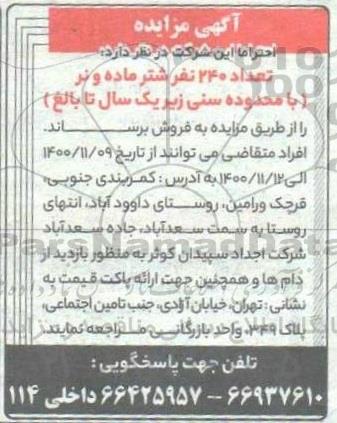 مزایده تعداد 240 نفر شتر ماده و نر