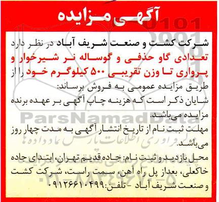 مزایده تعدادی گاو حذفی و گوساله نر شیرخوار و پرواری