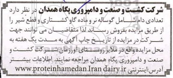 تعدادی دام شامل گوساله نر و ماده گاو