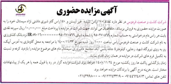 مزایده  تعداد 100 راس تلیسه غیر آبستن و 150 راس گاو شیری خالص سیمنتال