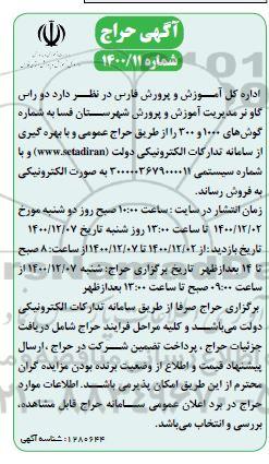 حراج دو راس گاو نر