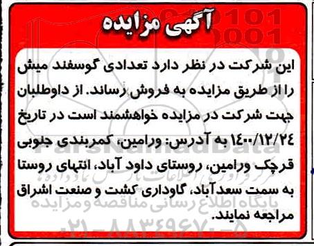 مزایده تعدادی گوسفند میش
